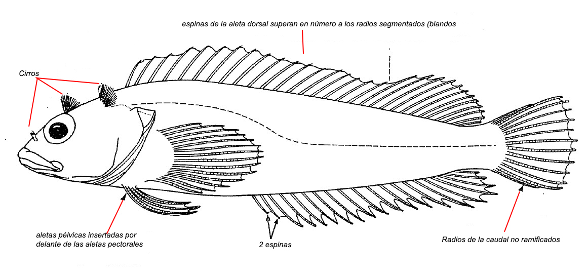 Familia Clinidae_01